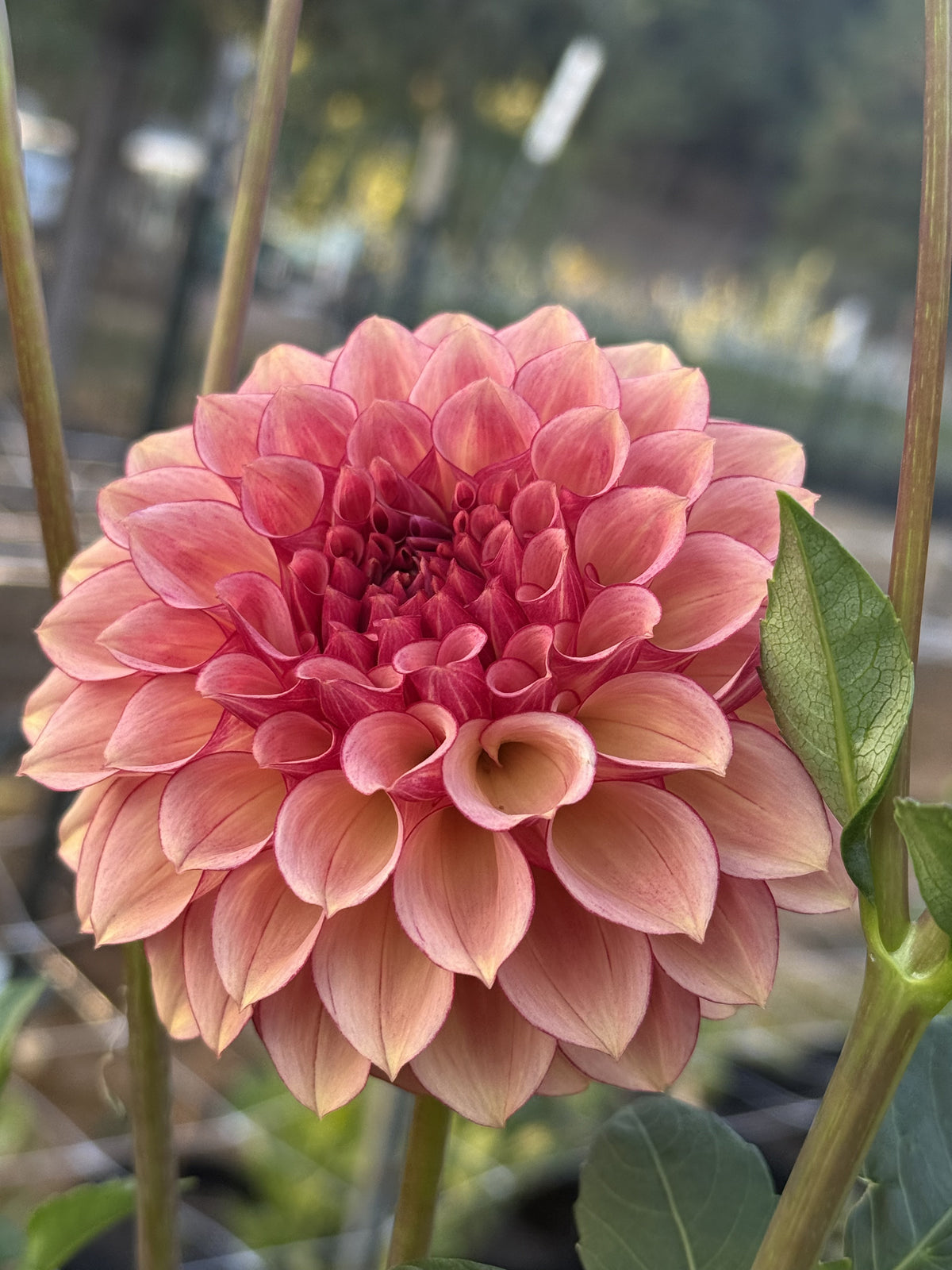 RM Cinnamon dahlia