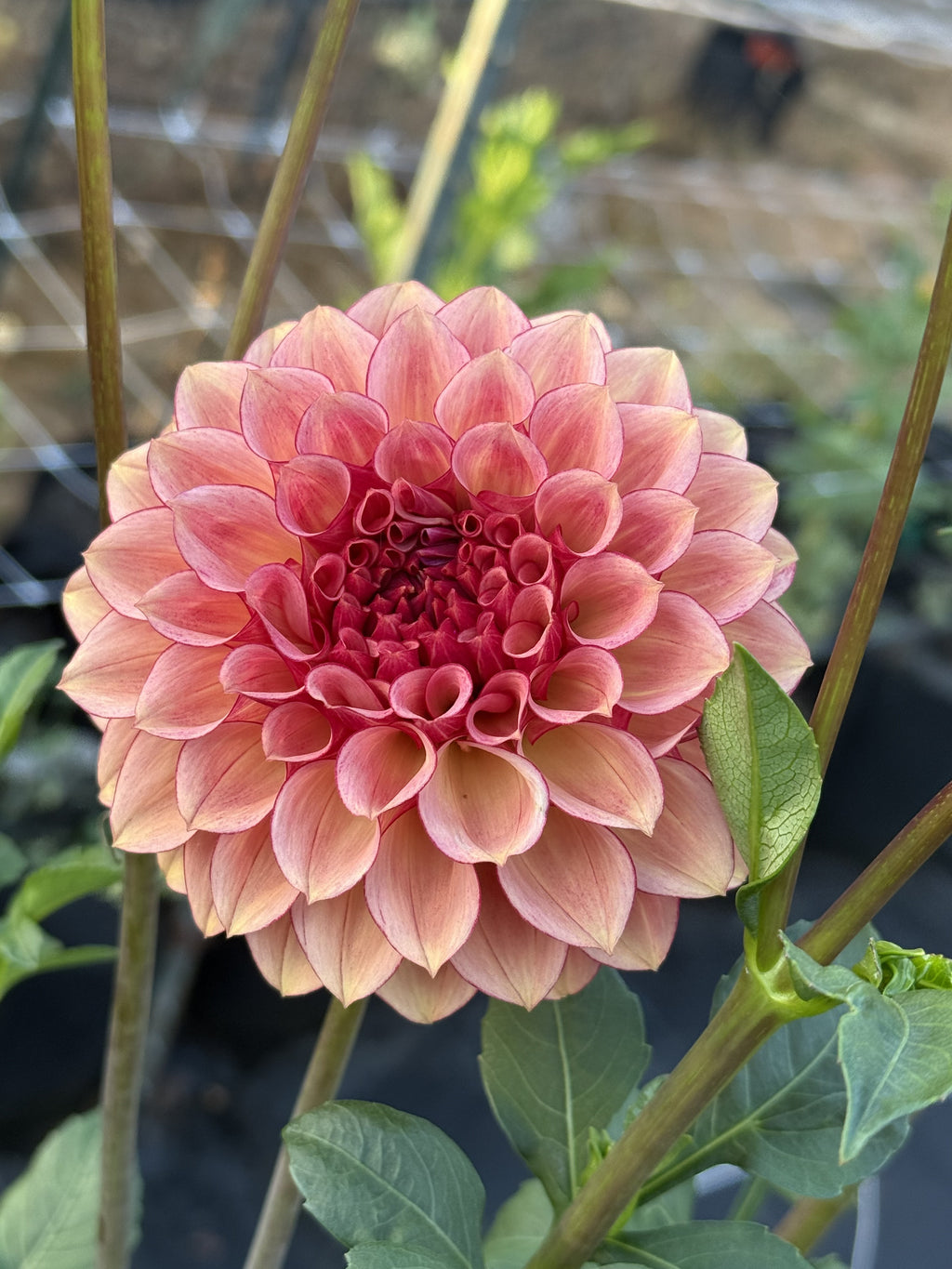 RM Cinnamon dahlia