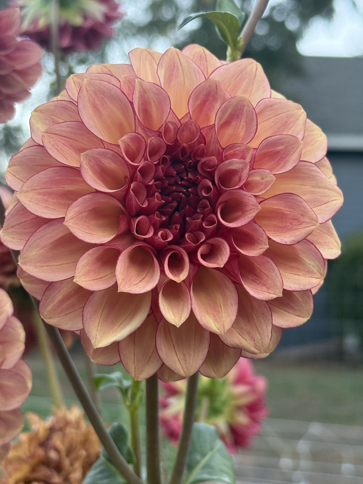 RM Cinnamon dahlia