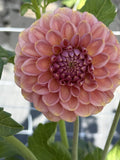 RM Copper Shimmer dahlia