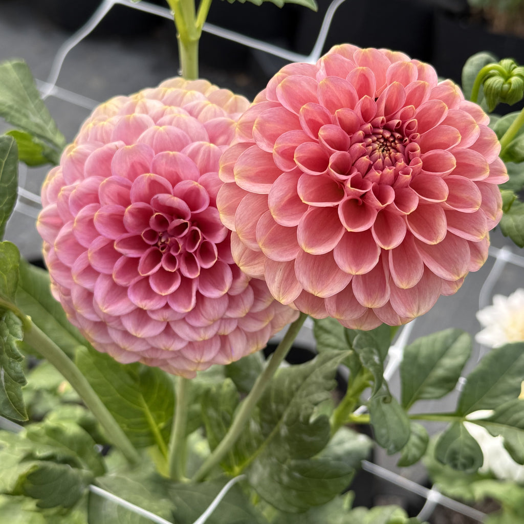 RM Copper Shimmer dahlia