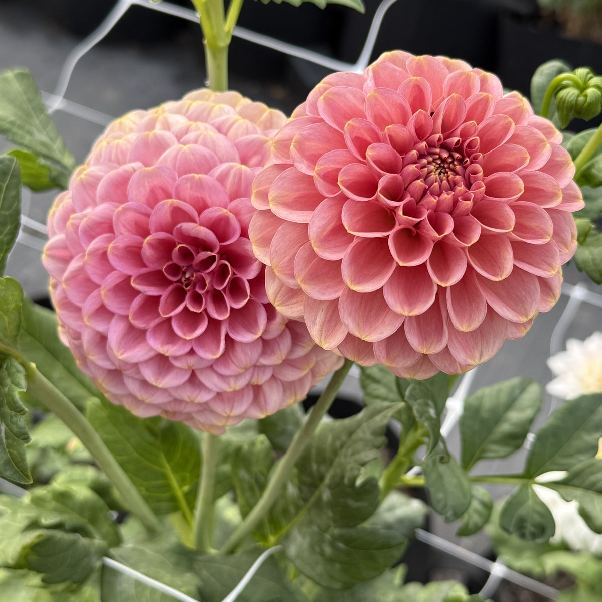 RM Copper Shimmer dahlia