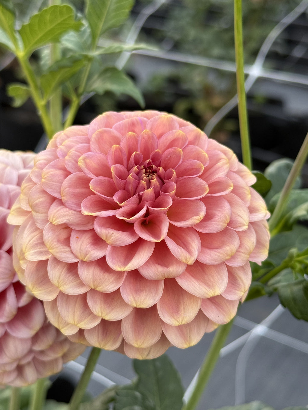 RM Copper Shimmer dahlia
