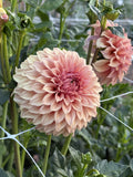 RM Dawson dahlia
