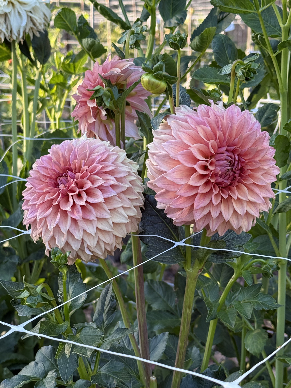 RM Dawson dahlia