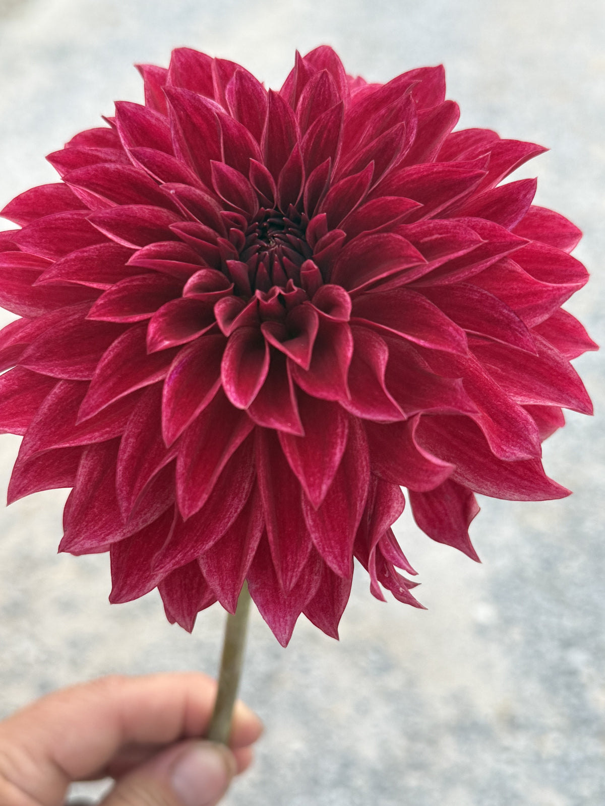 RM Dragon's Blood dahlia
