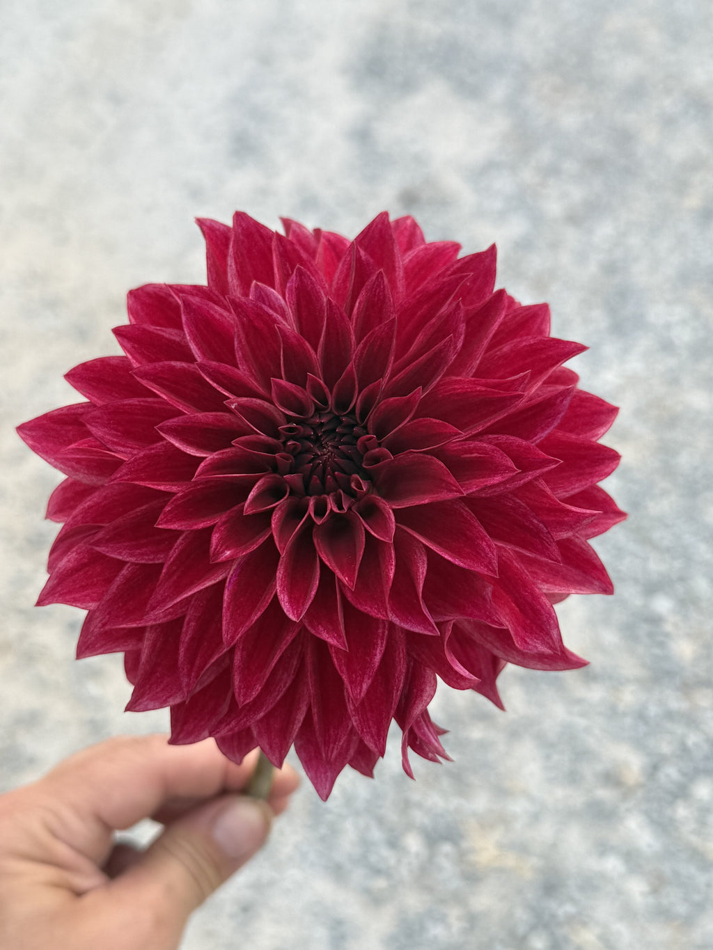 RM Dragon's Blood dahlia