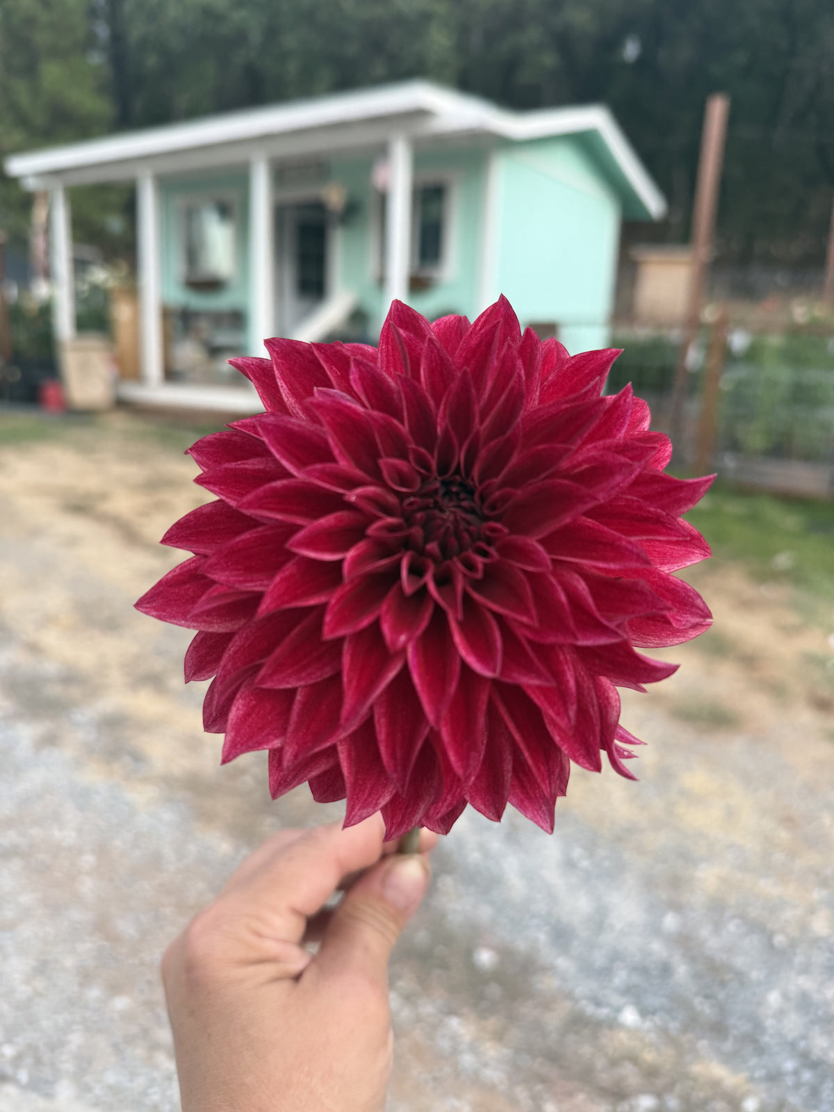 RM Dragon's Blood dahlia