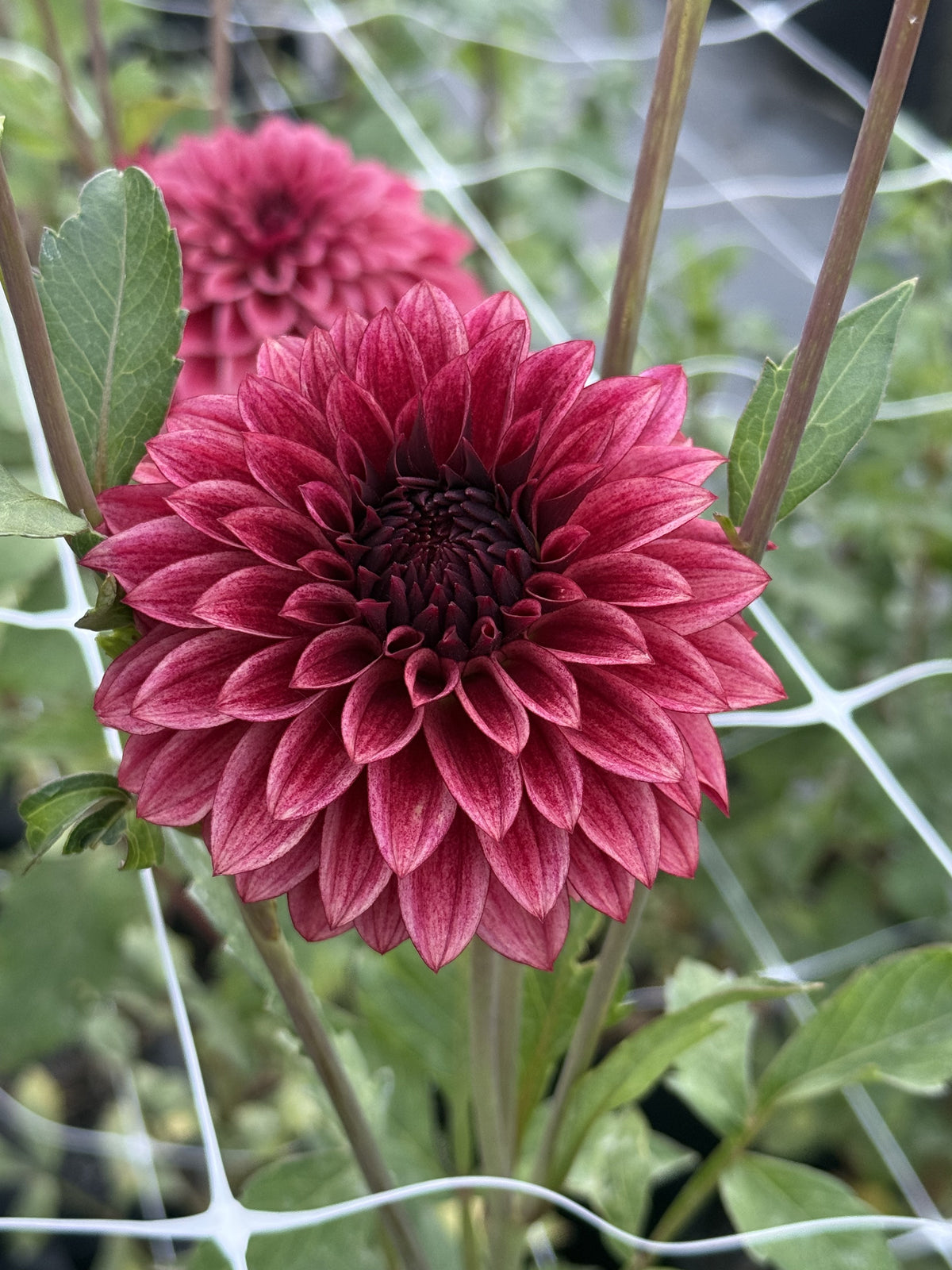 RM Dragon's Blood dahlia