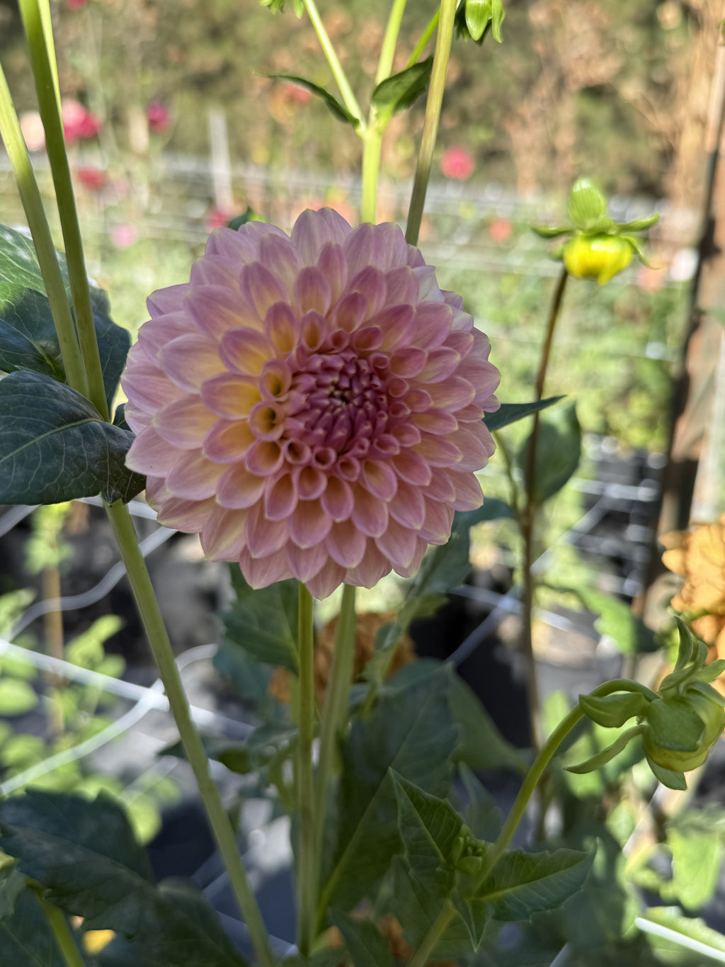 RM Fairytale dahlia