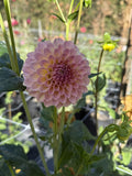 RM Fairytale dahlia