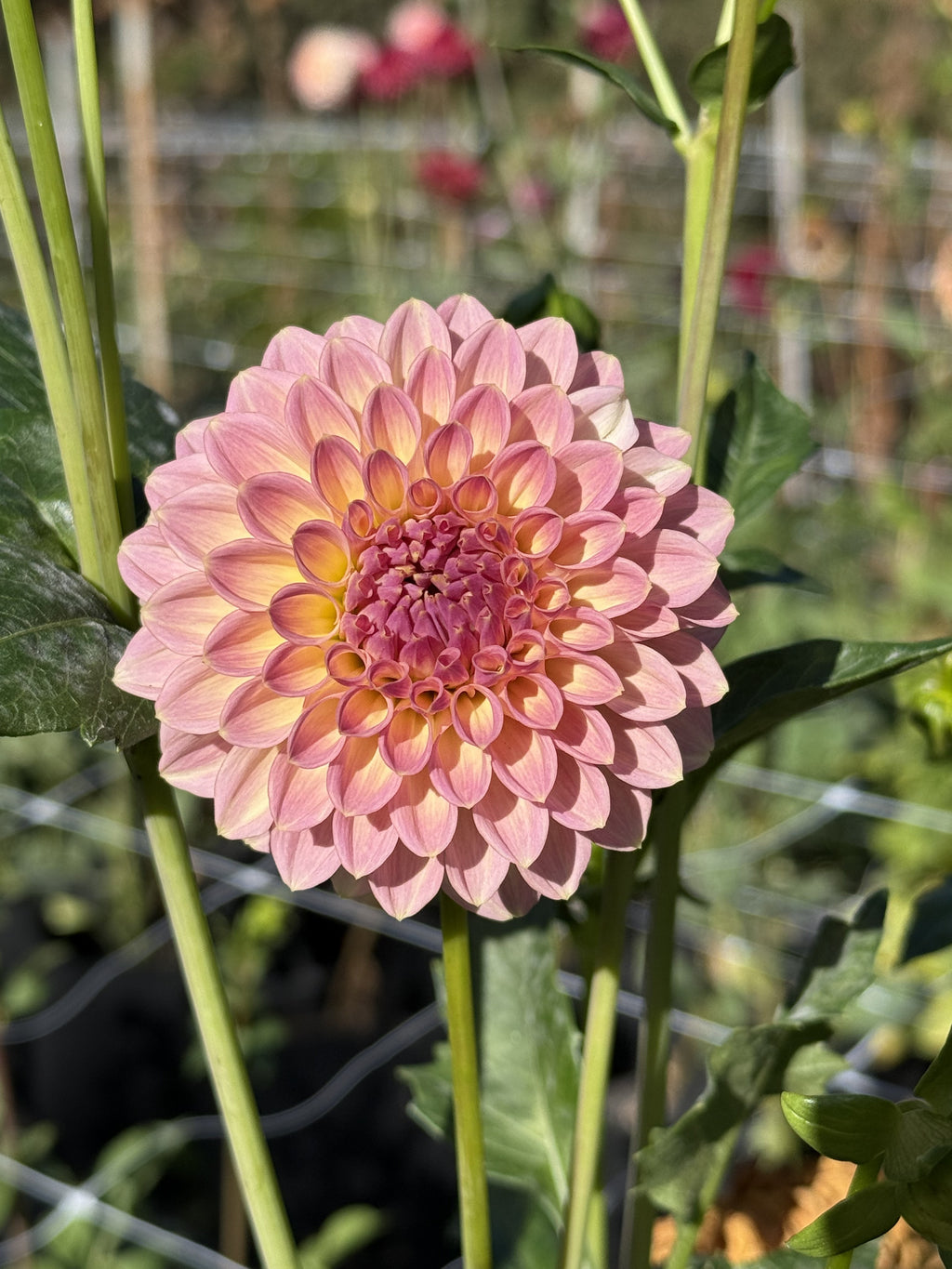 RM Fairytale dahlia