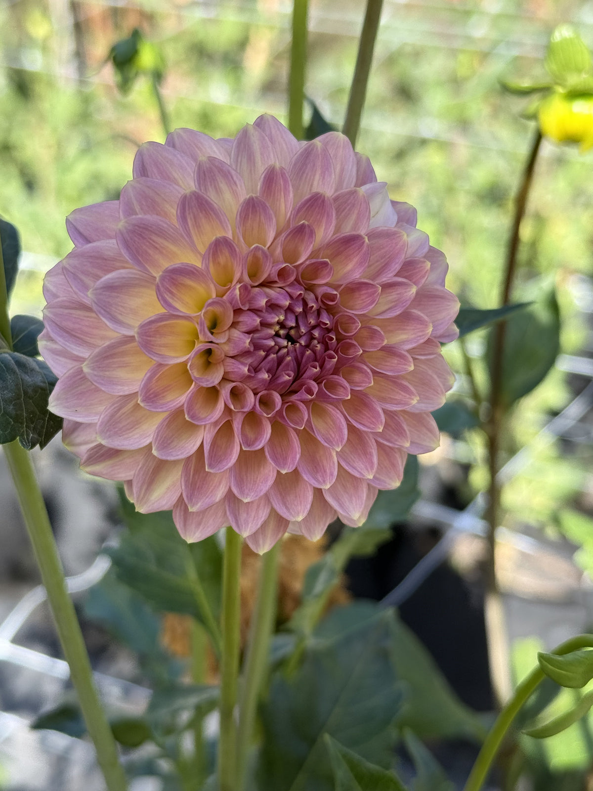 RM Fairytale dahlia