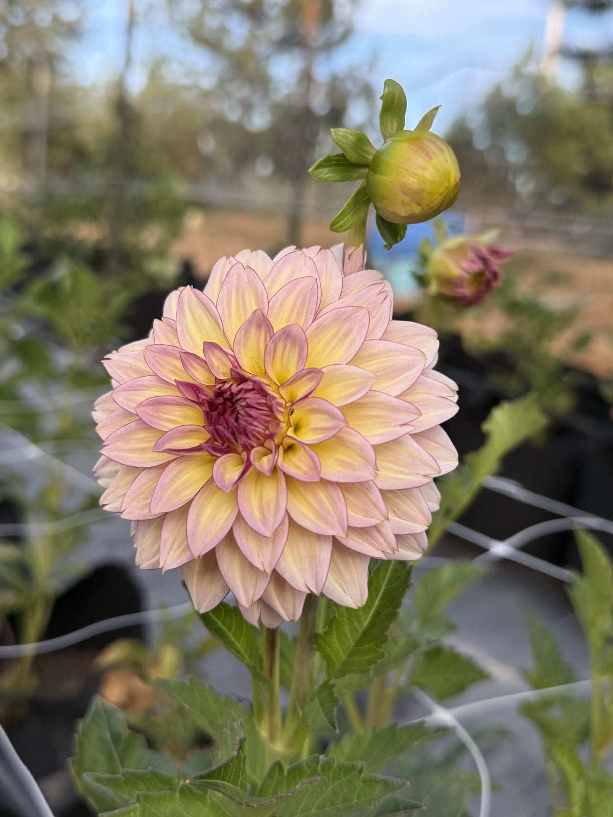 RM Mirage dahlia