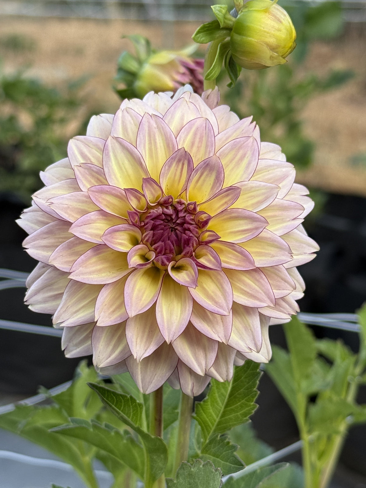 RM Mirage dahlia