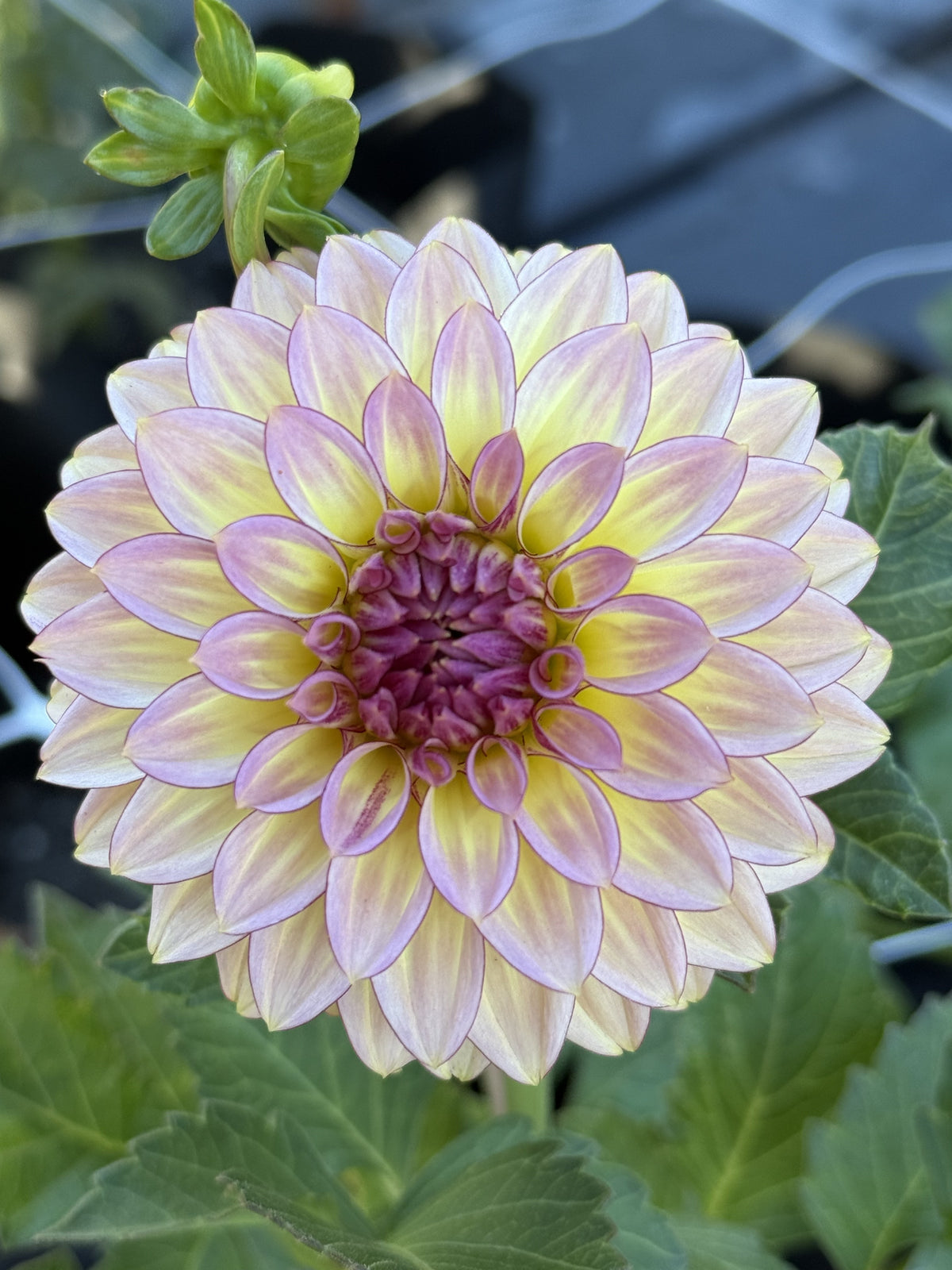 RM Mirage dahlia