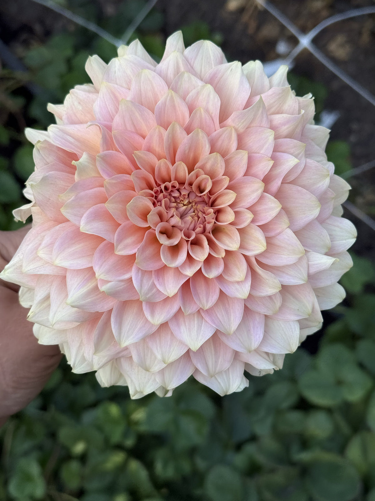 RM Peachy Pink dahlia