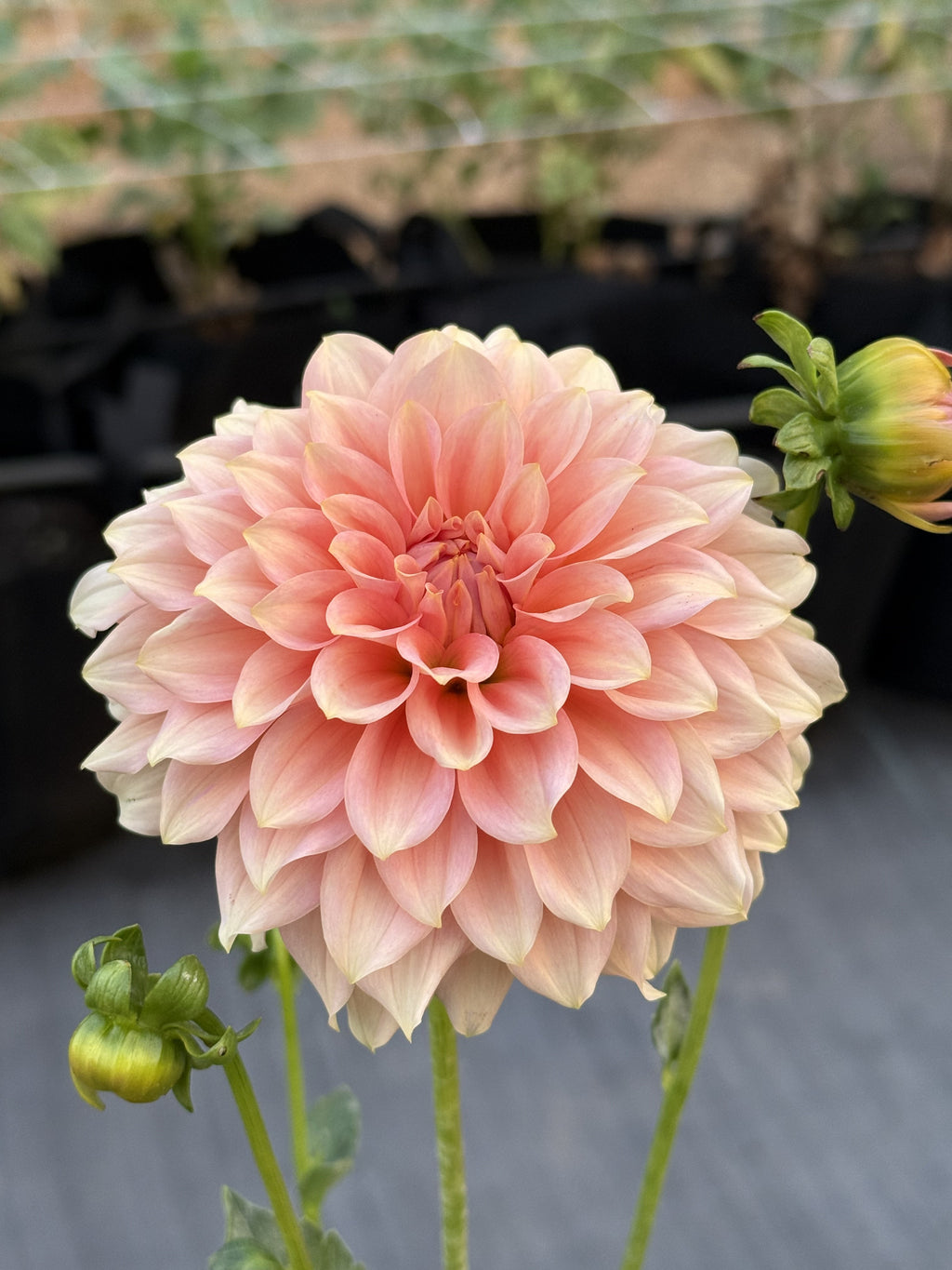 RM Peachy Pink dahlia