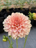 RM Peachy Pink dahlia
