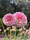 RM Pixie Dust dahlia bloom in Soft mauve-pink with a metallic shimmer – photo 1 of 2