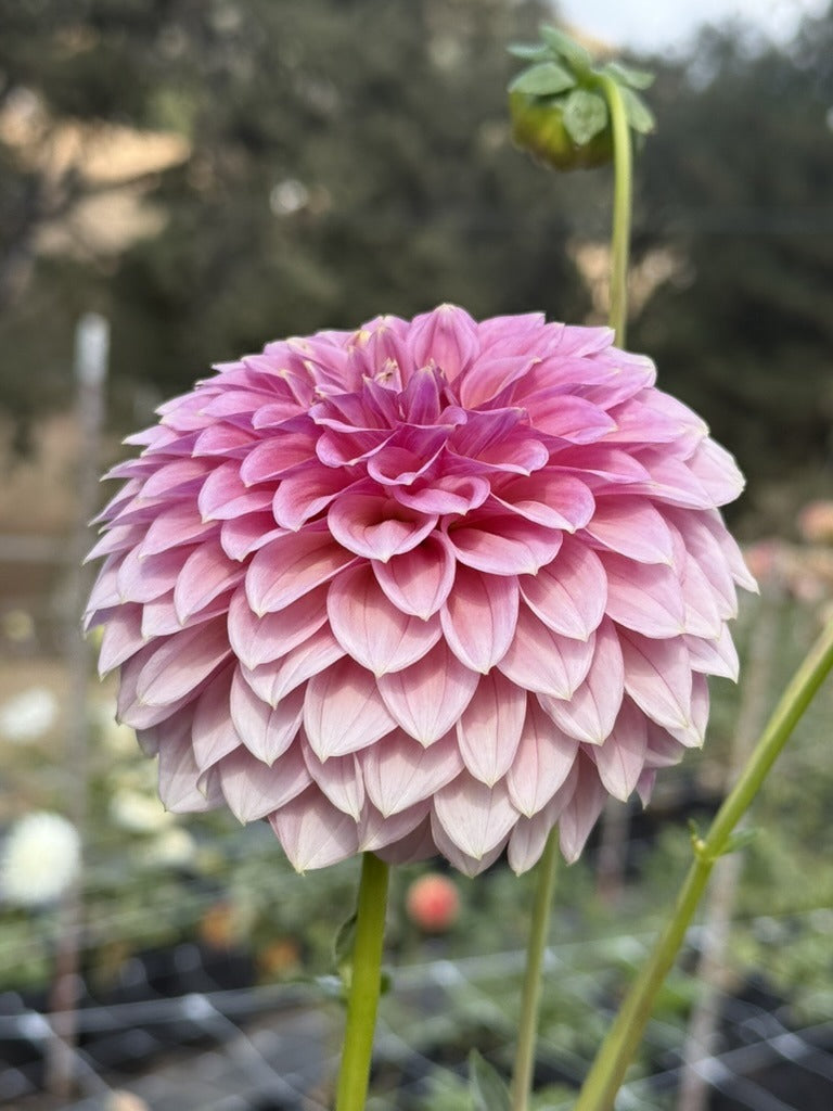 RM Pixie Dust dahlia bloom in Soft mauve-pink with a metallic shimmer – photo 2 of 2