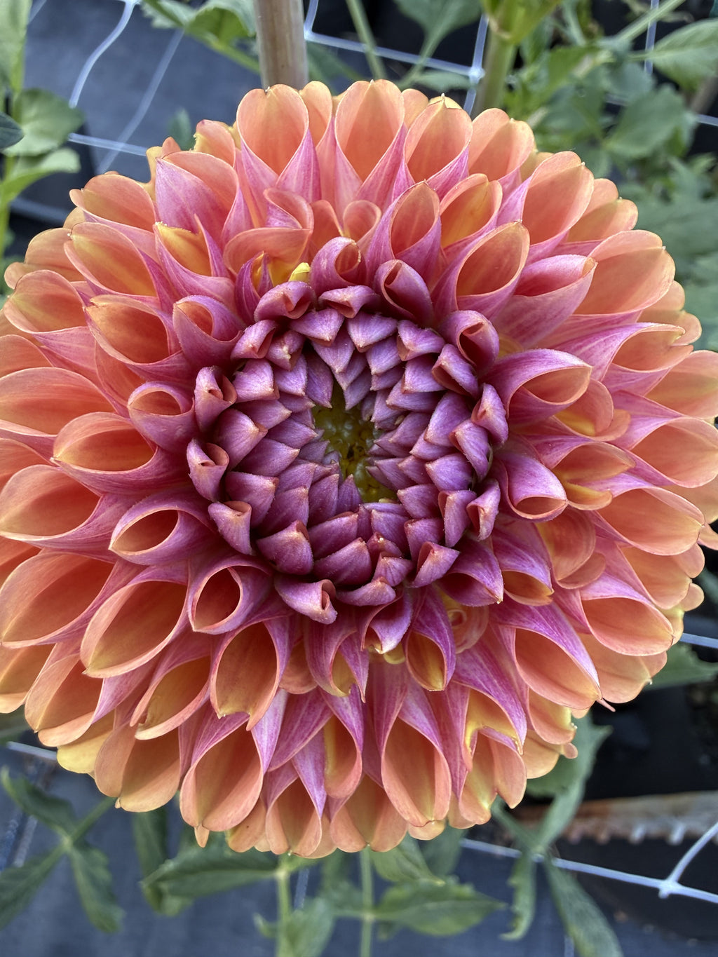 RM Pumpkin Spice dahlia