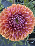 RM Pumpkin Spice dahlia