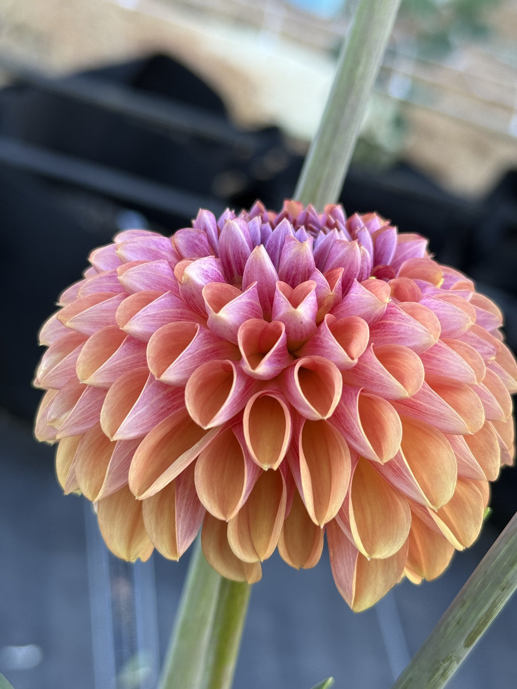 RM Pumpkin Spice dahlia