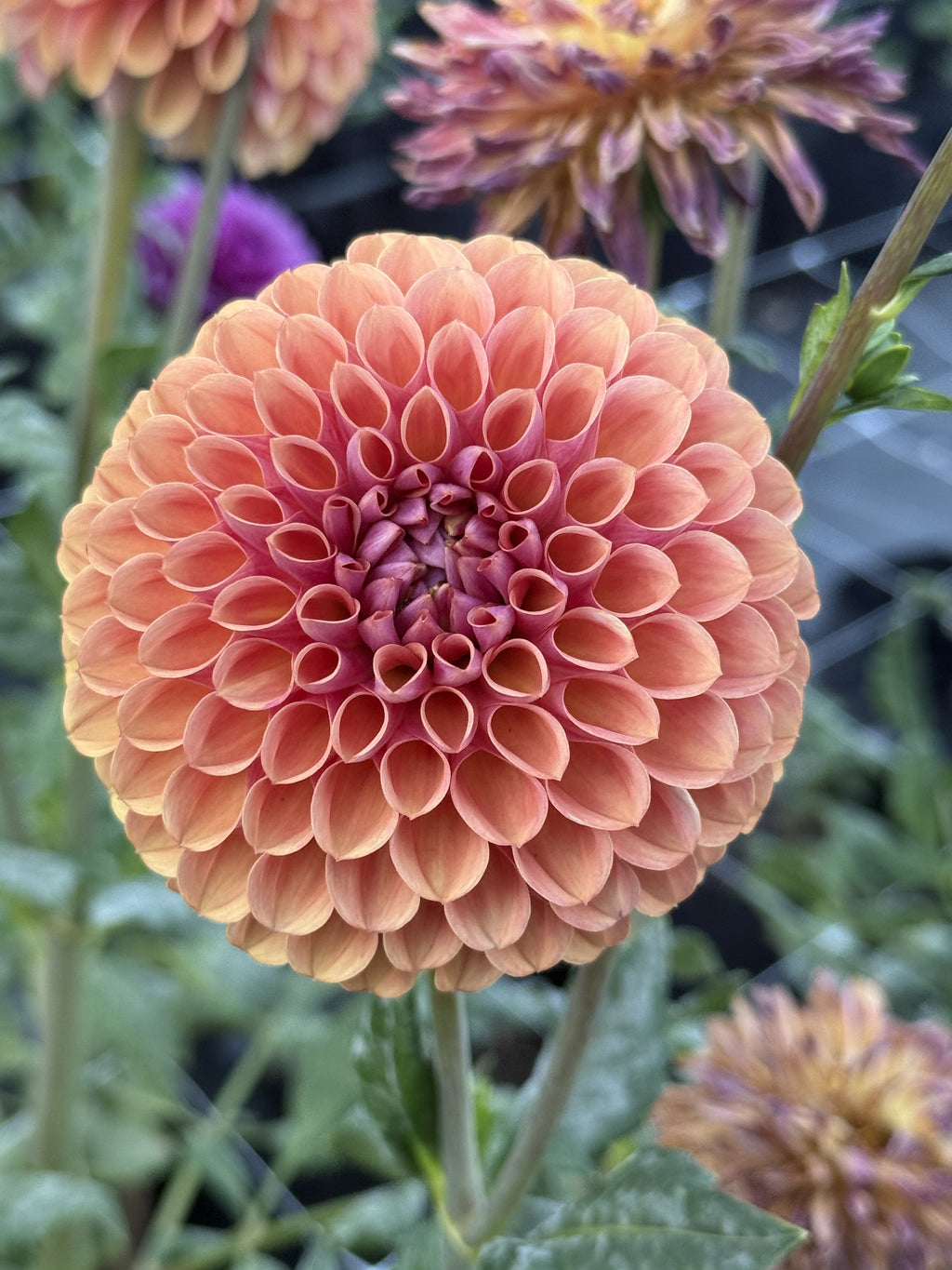 RM Pumpkin Spice dahlia