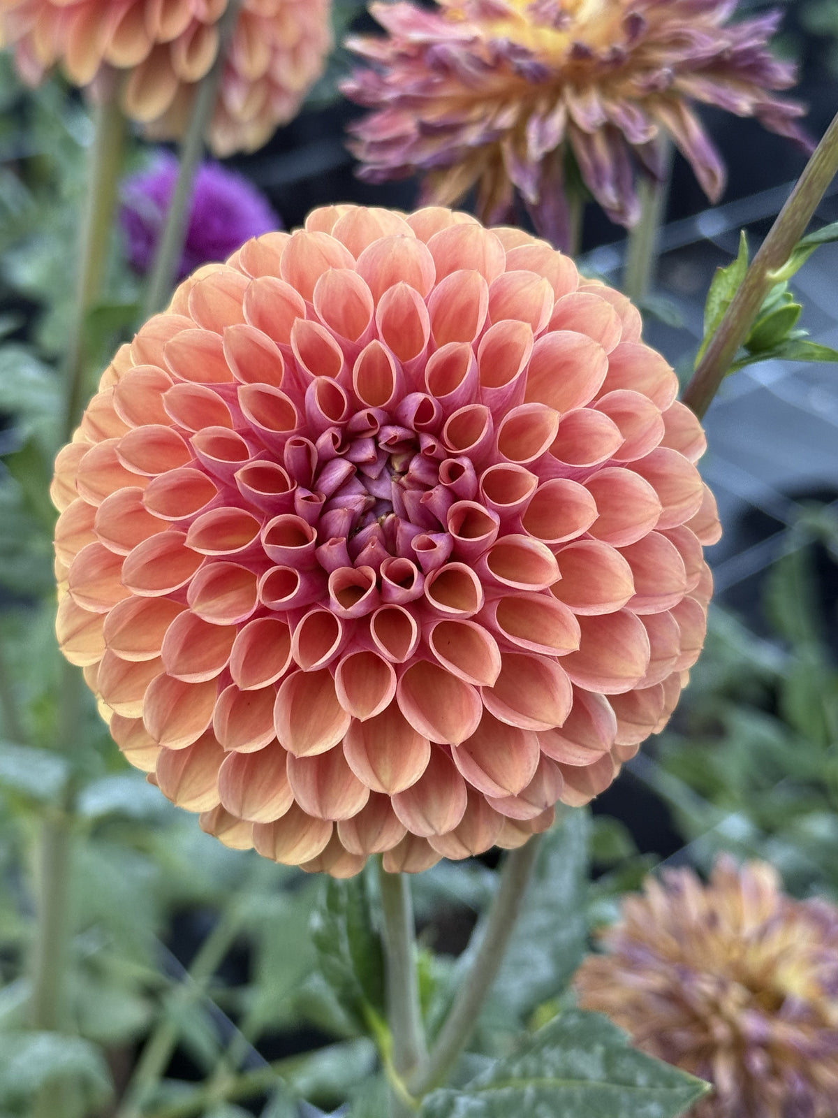 RM Pumpkin Spice dahlia