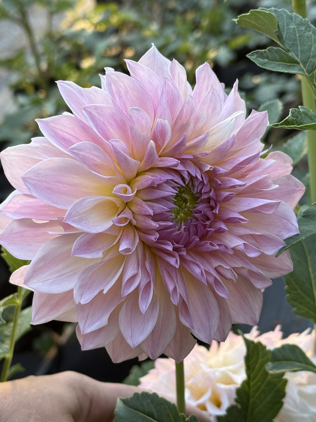 RM Ranier dahlia