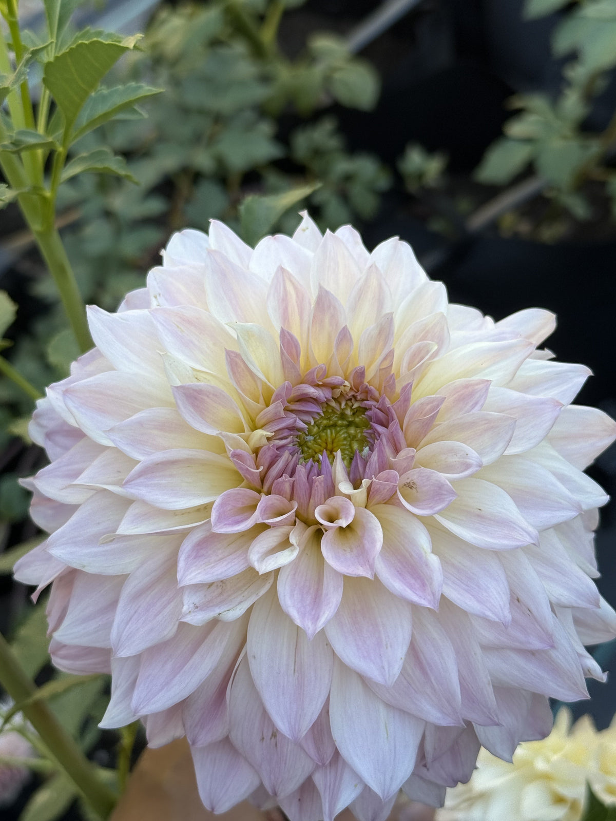RM Ranier dahlia