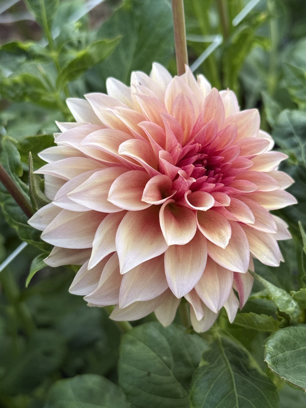 RM Rose Gold dahlia
