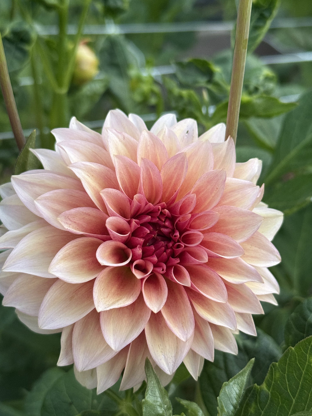 RM Rose Gold dahlia