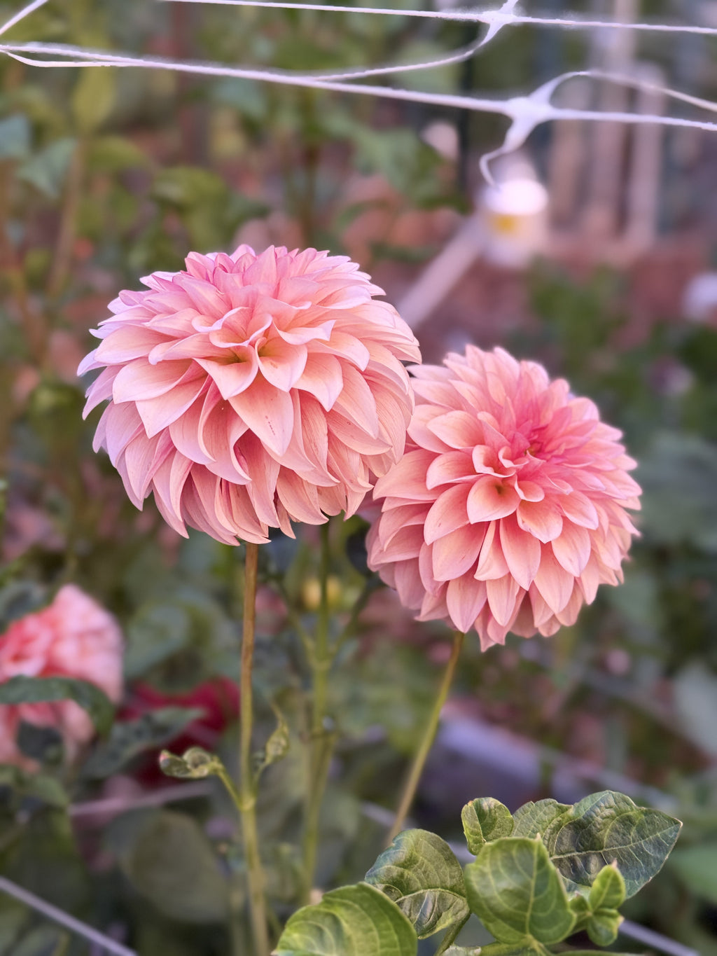 RM Rose Gold dahlia