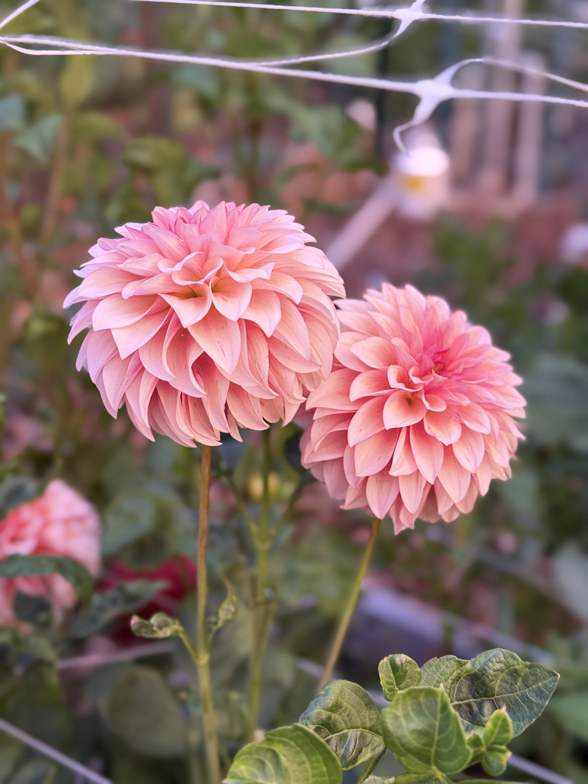 RM Rose Gold dahlia