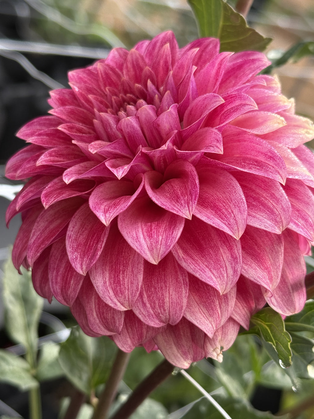 RM Smokeshow dahlia