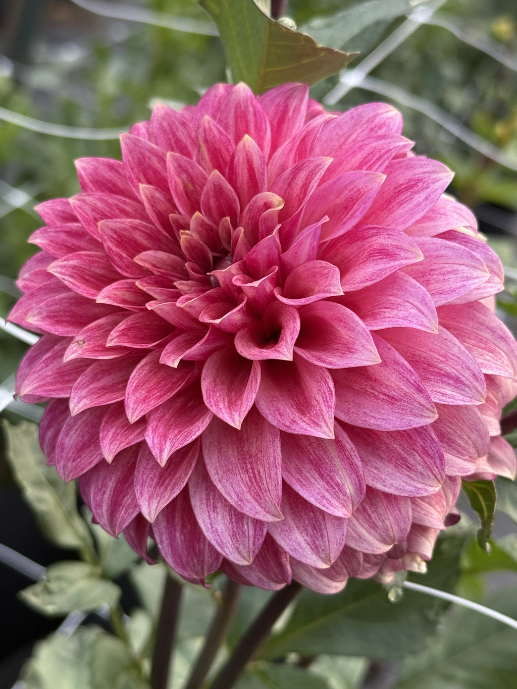 RM Smokeshow dahlia