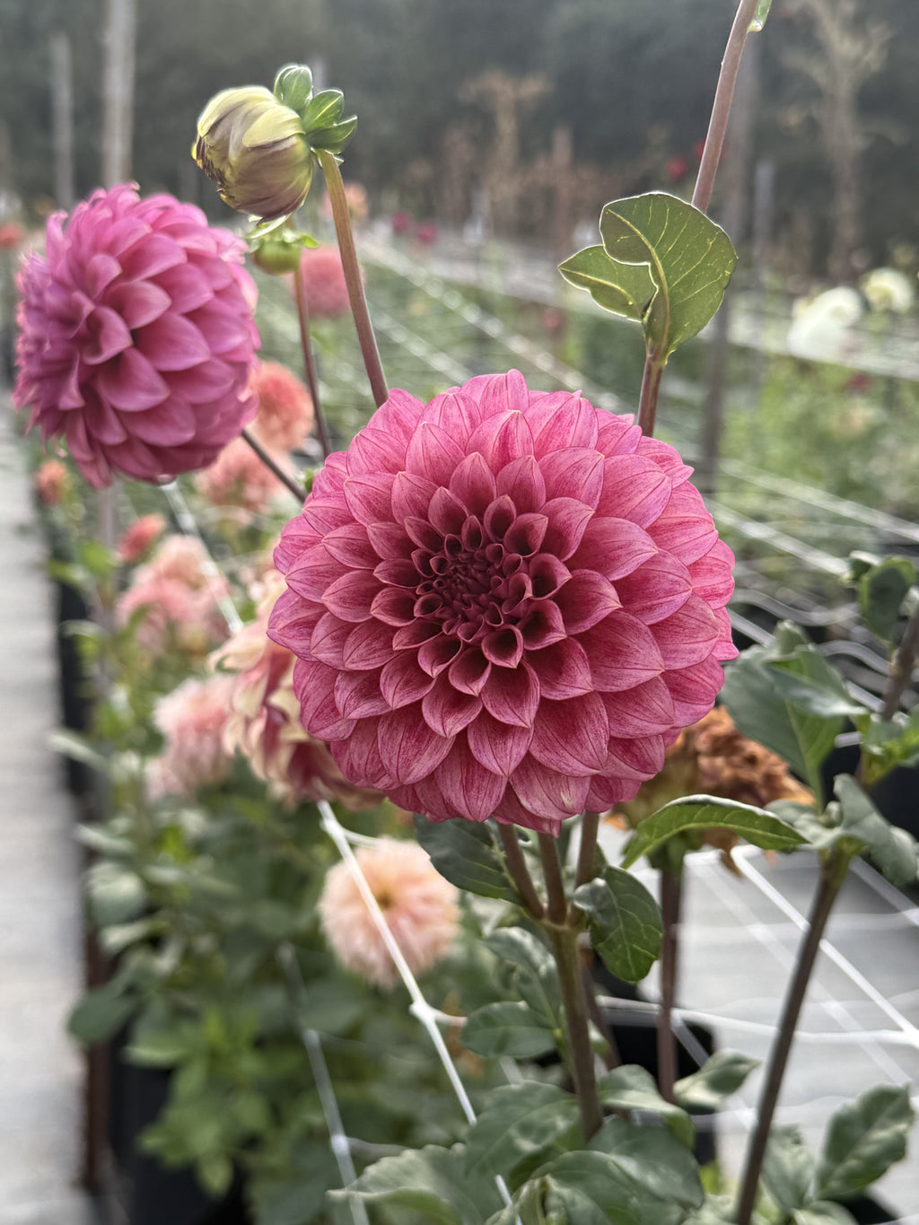 RM Smokeshow dahlia