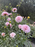 RM Sugarplum Fairy dahlia