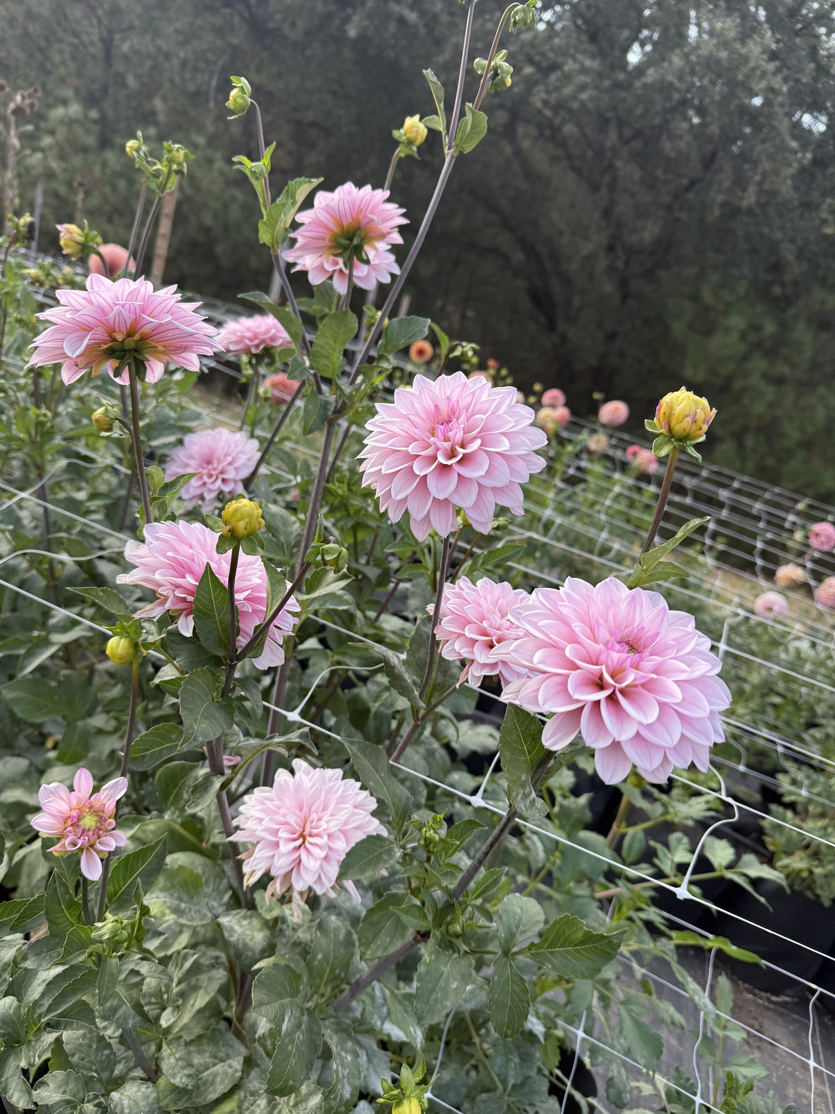 RM Sugarplum Fairy dahlia