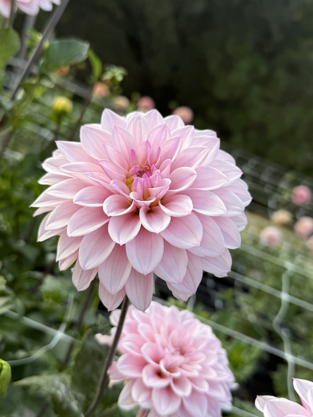 RM Sugarplum Fairy dahlia
