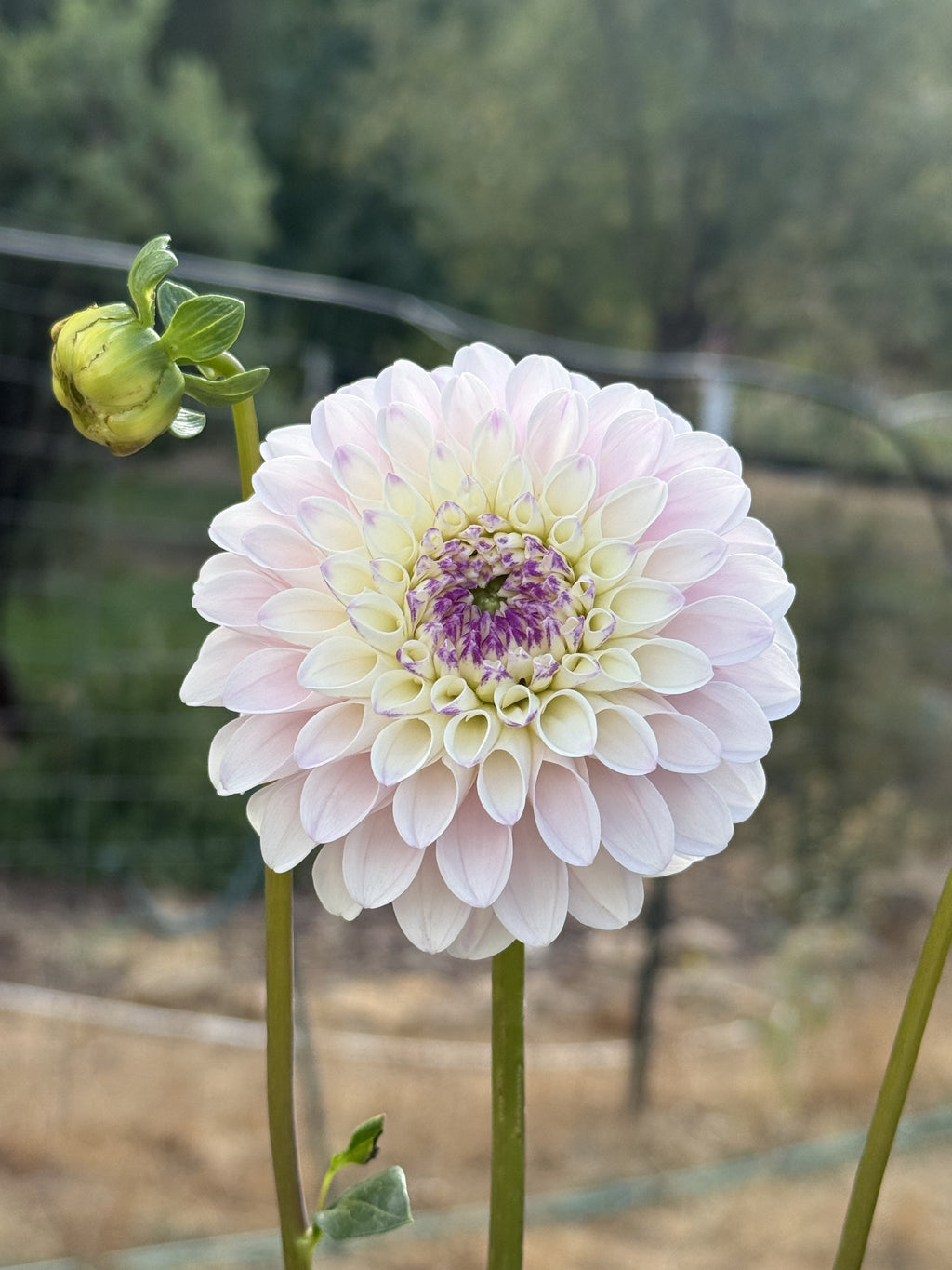 RM Valyrian dahlia bloom in Light with a deep purple center – photo 1 of 3