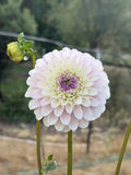 RM Valyrian dahlia bloom in Light with a deep purple center – photo 1 of 3