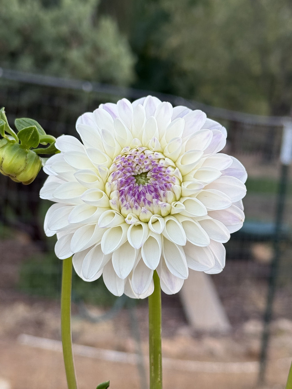 RM Valyrian dahlia bloom in Light with a deep purple center – photo 2 of 3