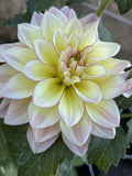 RM Warmth dahlia