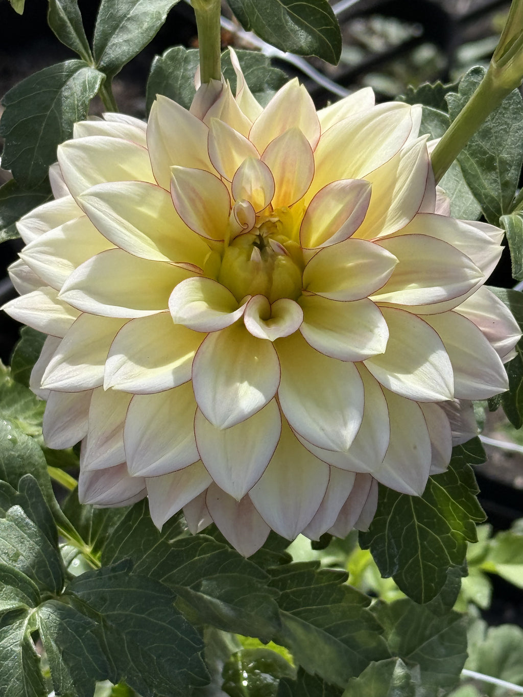 RM Warmth dahlia