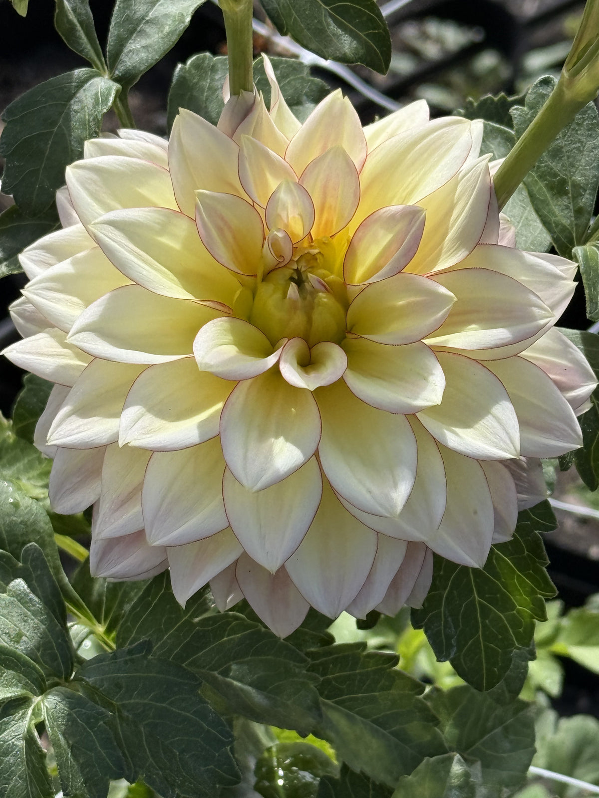 RM Warmth dahlia