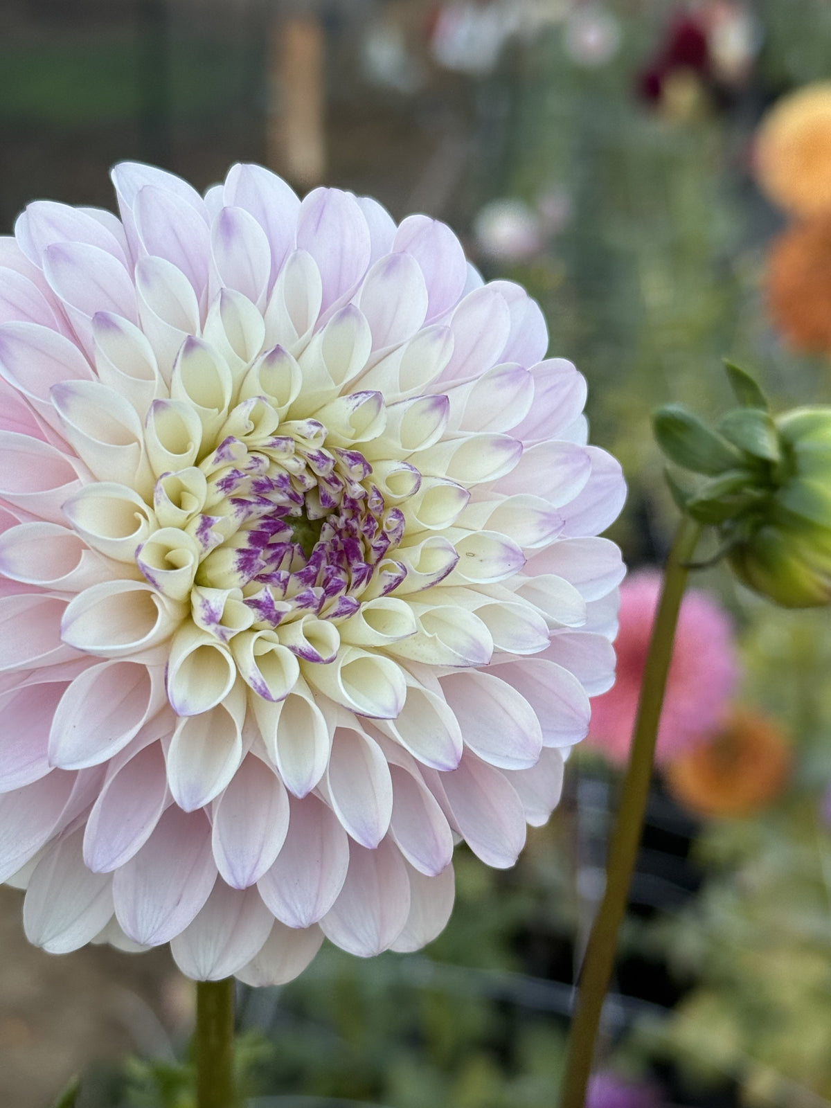 RM Valyrian dahlia bloom in Light with a deep purple center – photo 3 of 3