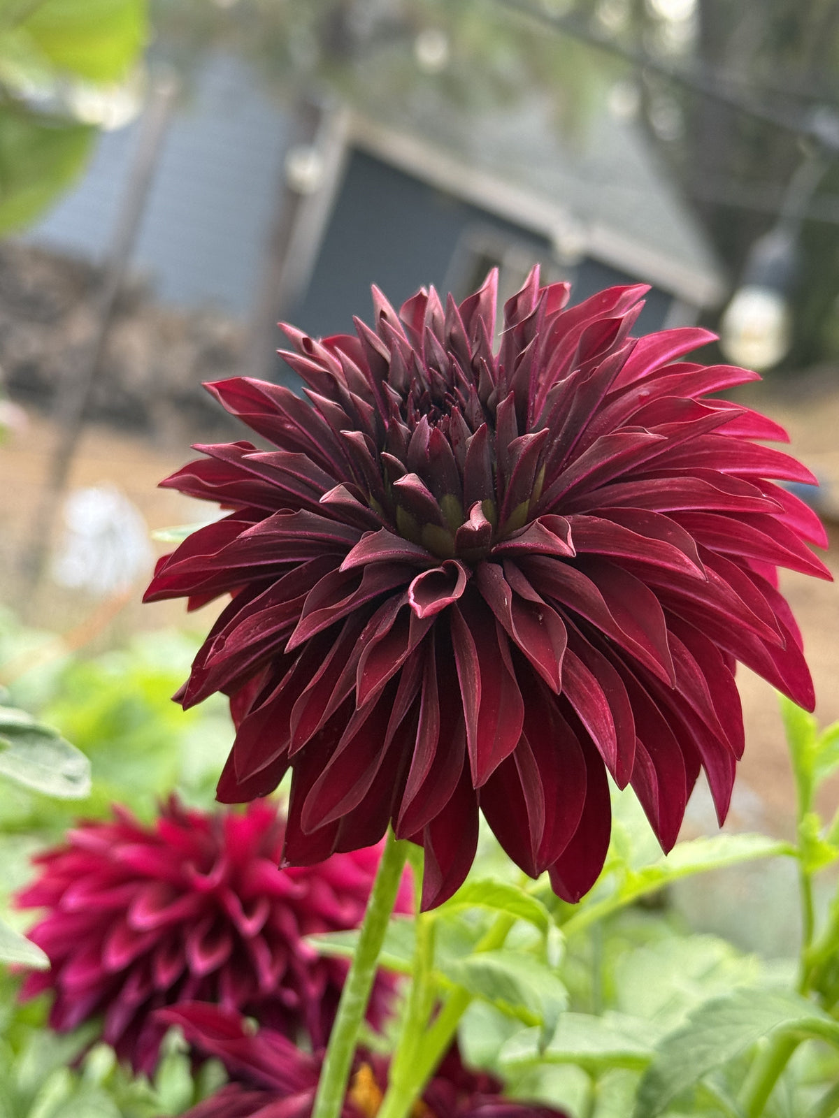 RNX Blackwell dahlia